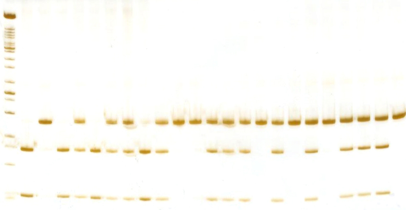 6 poliacrilamida cyp17