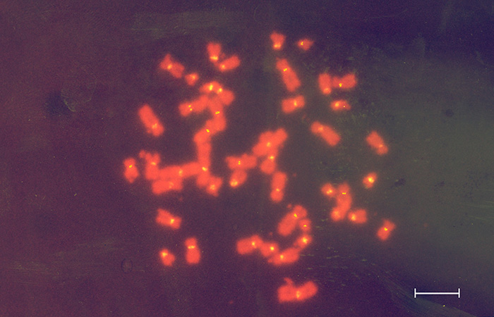 fish_metafase3a